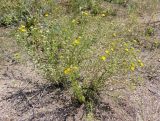 Grindelia squarrosa