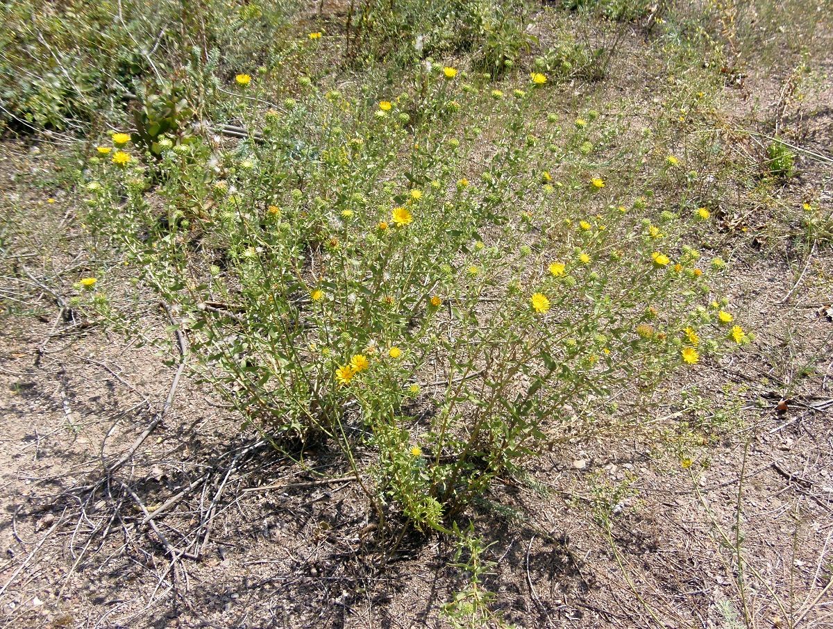 Изображение особи Grindelia squarrosa.