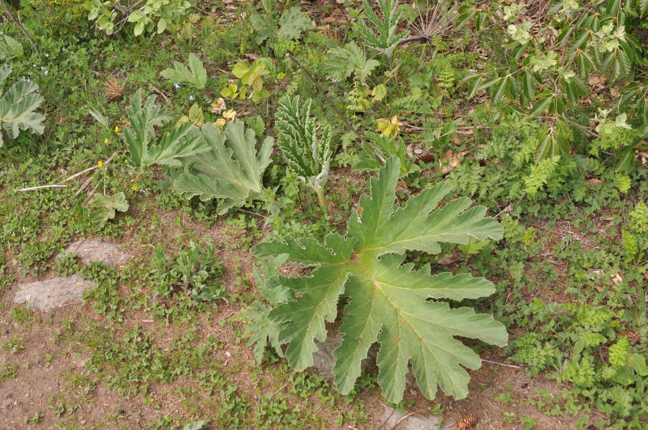 Изображение особи род Heracleum.