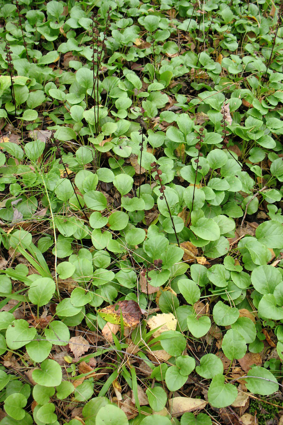 Image of Pyrola rotundifolia specimen.