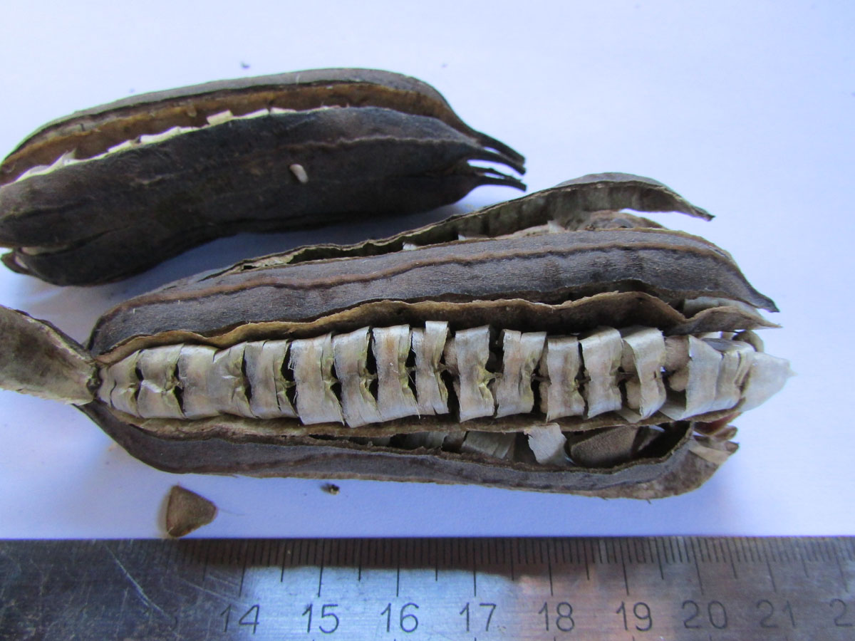 Image of Aristolochia manshuriensis specimen.