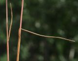 Image of taxon representative. Author is Пётр Шеенко
