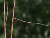 Festuca mollissima