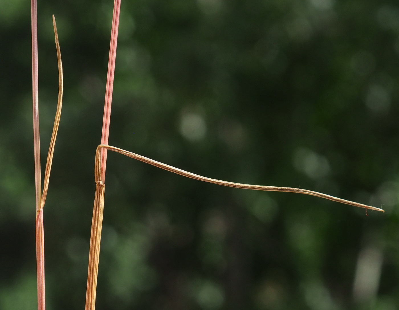 Image of Festuca mollissima specimen.