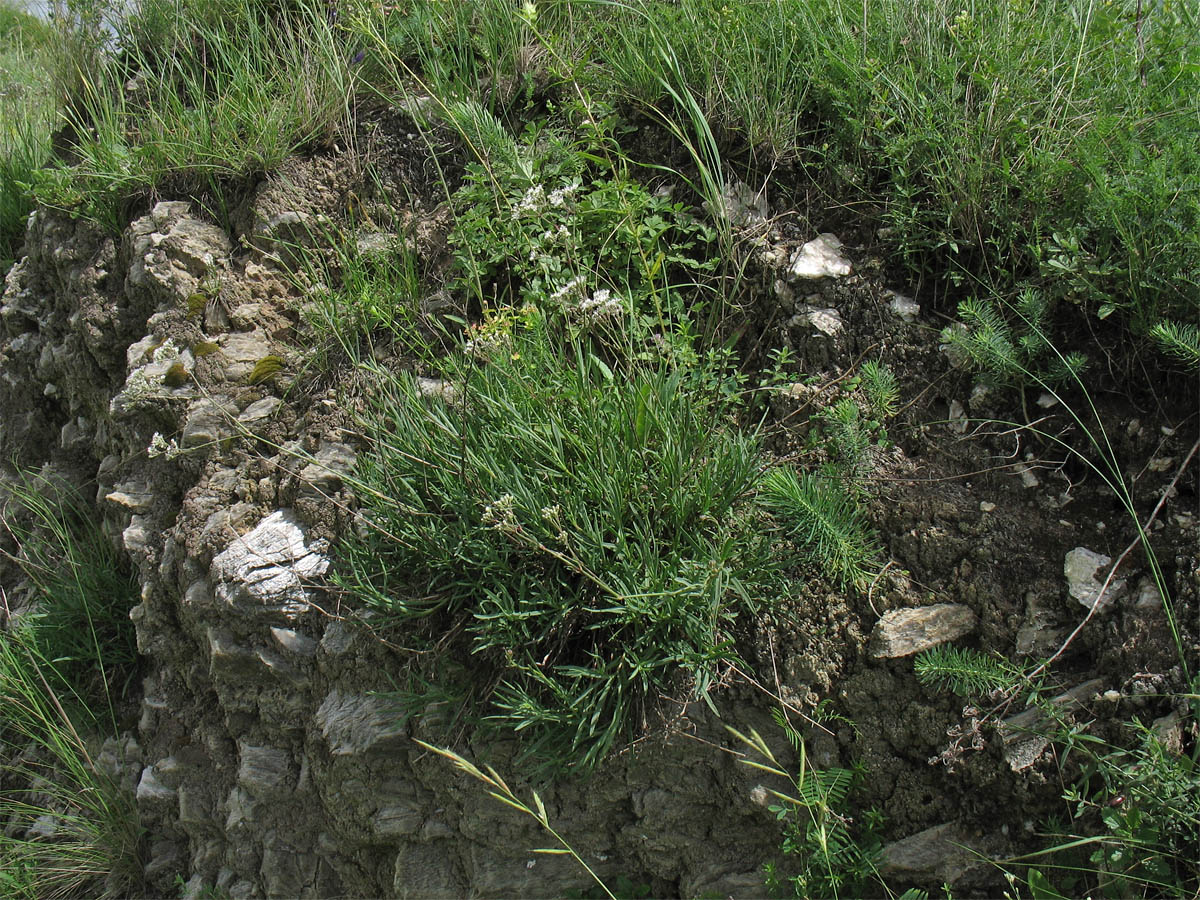 Image of Gypsophila fastigiata specimen.