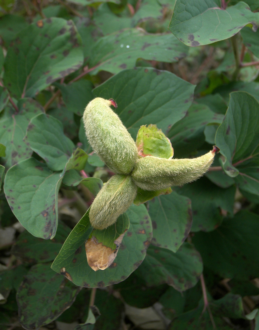 Image of Paeonia daurica specimen.