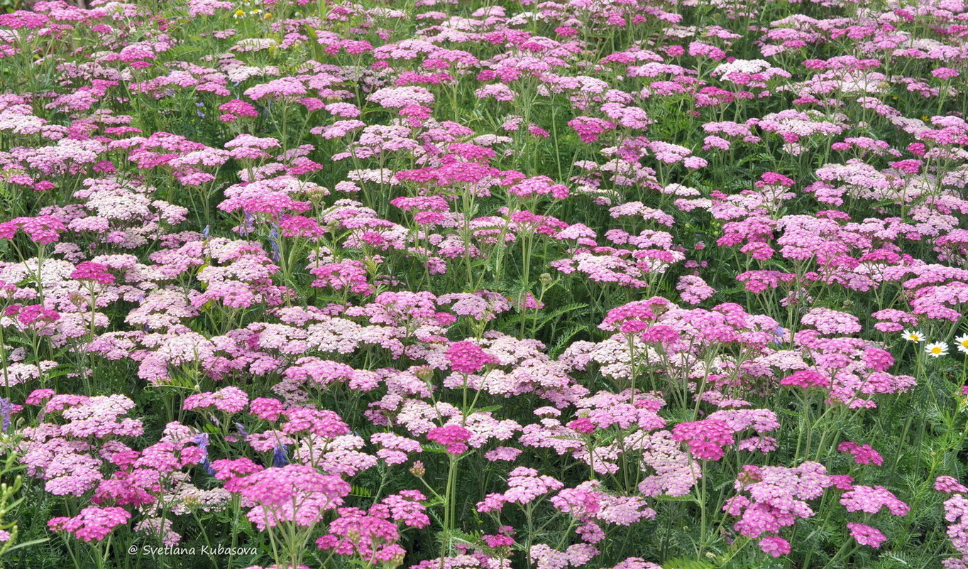 Изображение особи Achillea millefolium.