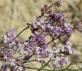 Limonium ferganense. Соцветие с бутонами, цветками и завязавшимися плодами. Кыргызстан, Ошская обл., Карасуйский р-н, окр. аила Ак-Терек, между г. Ош и пос. Ноокат; Юго-Западный Тянь-Шань, Ферганская долина, сыртовая равнина на северном шлейфе Алайского хребта в междуречье Аравана и Ак-Бууры, перевал Дозгундован; подгорная пустыня на бедлендах, обнажение светлых гипсоносных пестроцветов, выс. 1400 м н.у.м. 20 августа 2018 г.