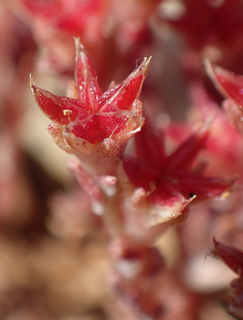 Изображение особи Sedum litoreum.