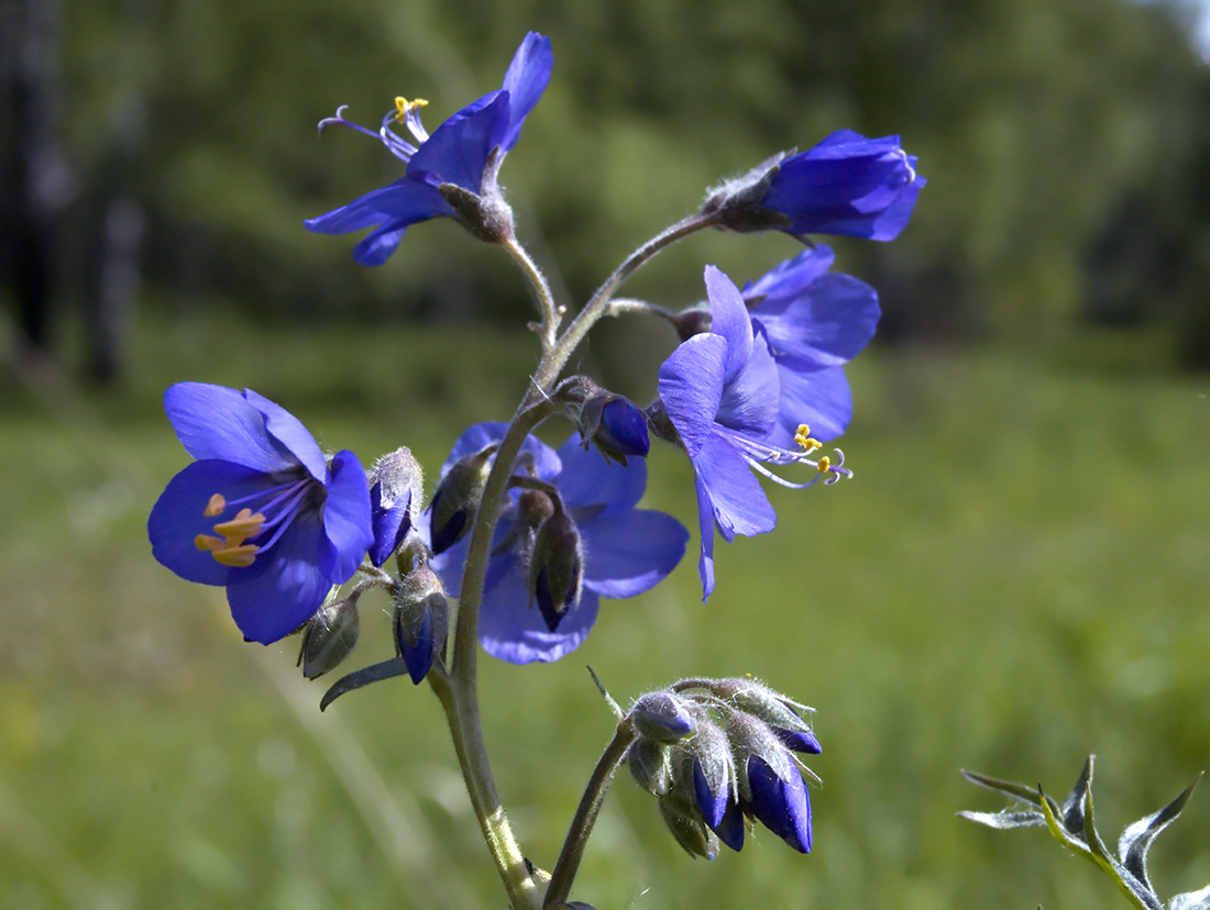 Image of Polemonium caeruleum specimen.