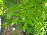 View full-size image Levisticum officinale