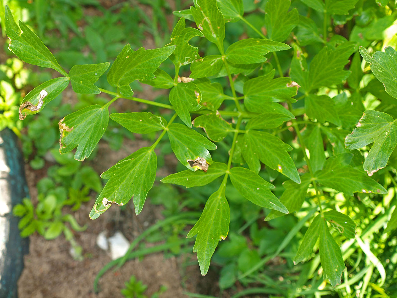 Изображение особи Levisticum officinale.