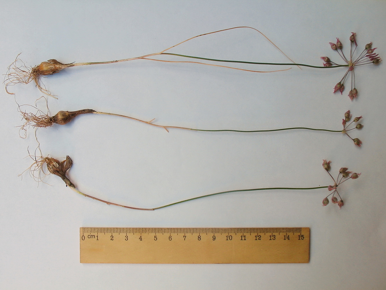 Изображение особи Allium inops.