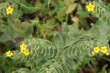 Alkanna orientalis