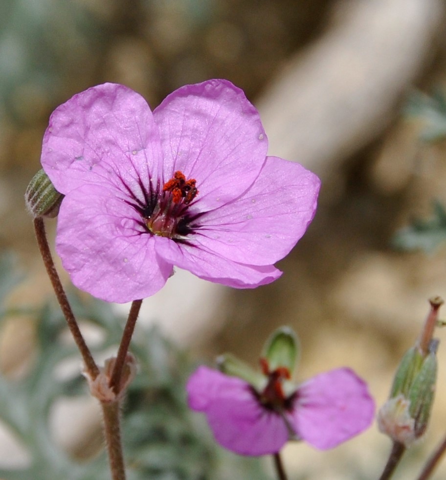 Image of Erodium crassifolium specimen.