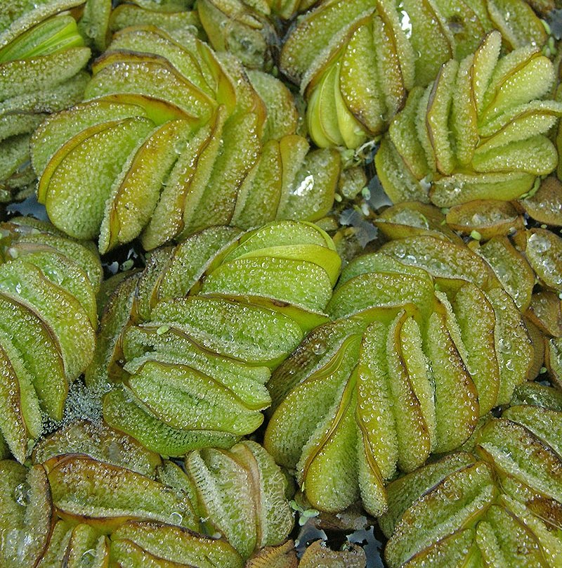 Image of Salvinia molesta specimen.