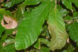 Theobroma cacao