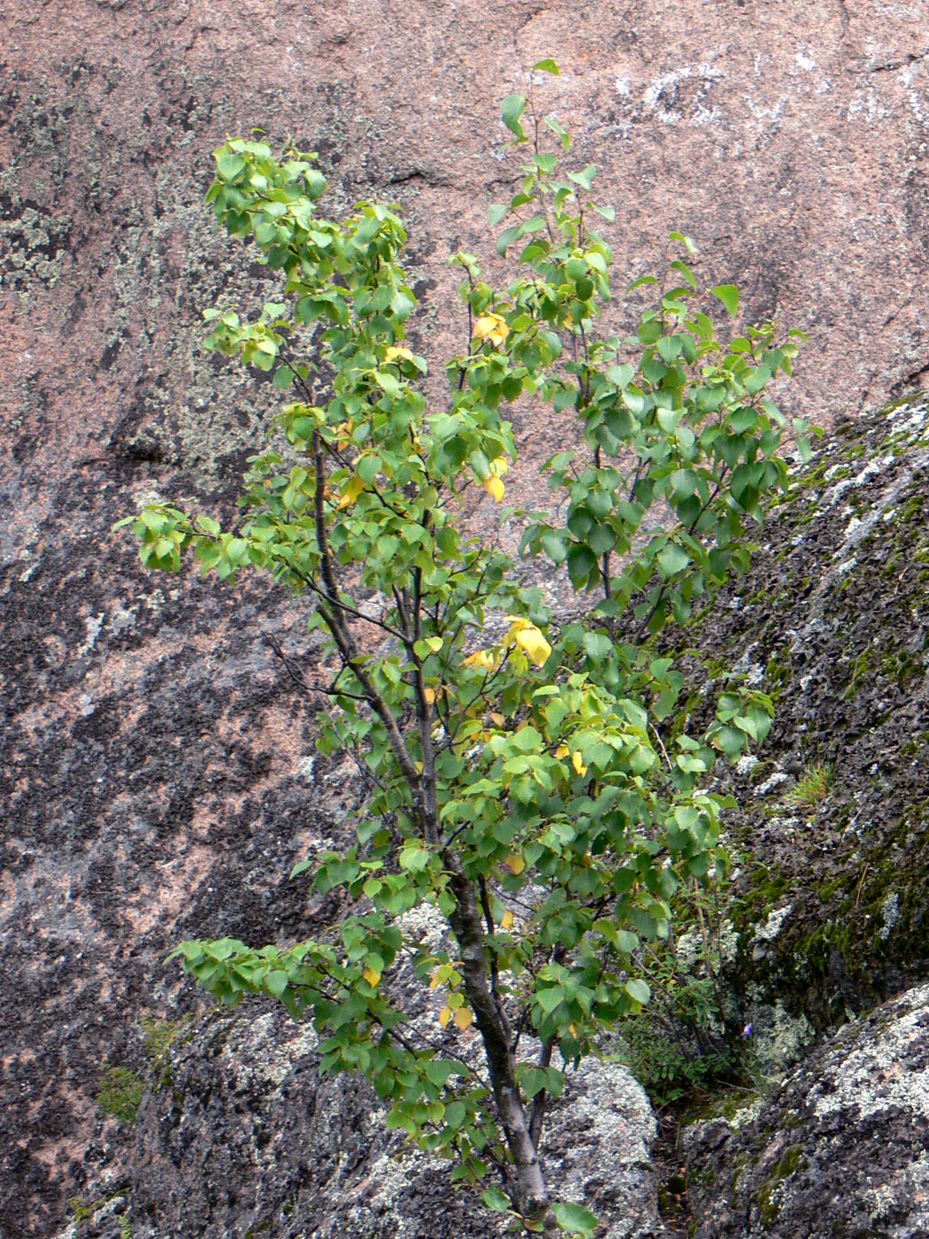 Image of genus Betula specimen.