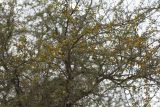 Vachellia farnesiana