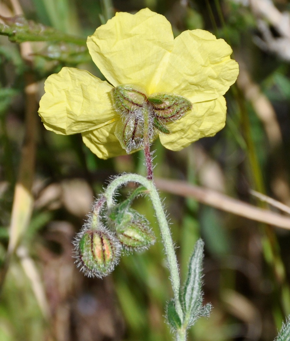 Image of Helianthemum obtusifolium specimen.