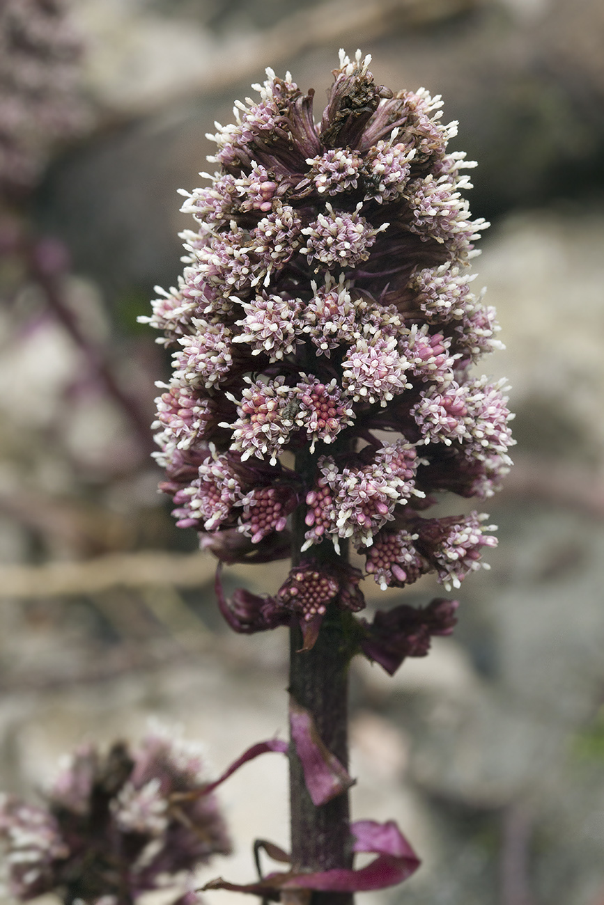 Image of Petasites hybridus specimen.