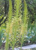 Eremurus altaicus
