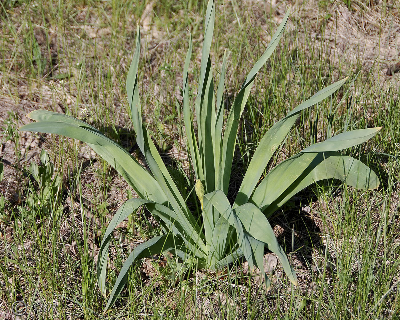 Image of Eremurus spectabilis specimen.