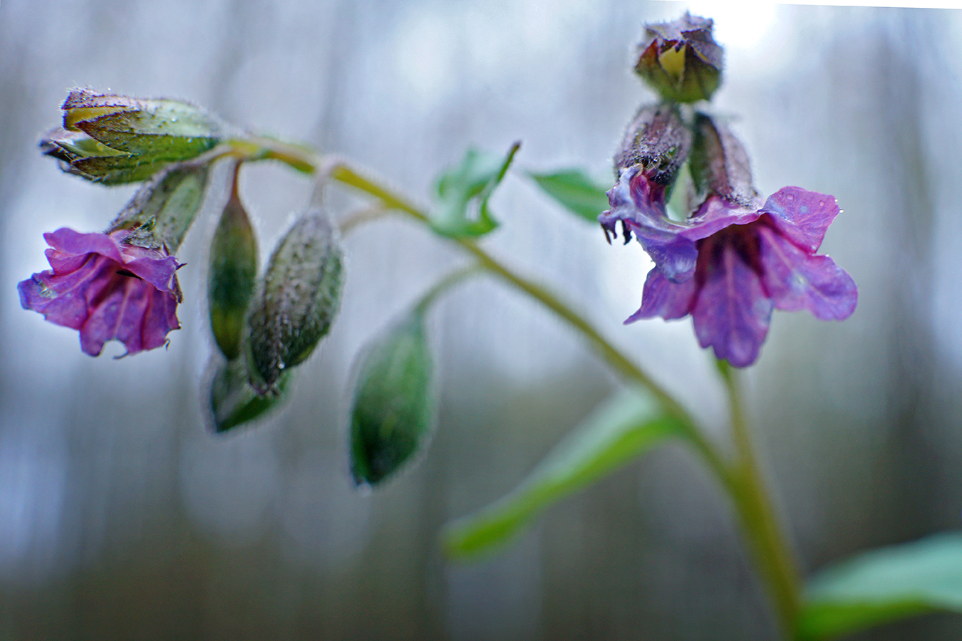 Image of Pulmonaria obscura specimen.