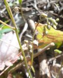 Epimedium × cantabrigiense. Бутонизирующее соцветие. Тверская обл., г. Тверь, Заволжский р-н, мкр-н Соминка, берег руч. Соминка, ивняк. 28 апреля 2019 г.