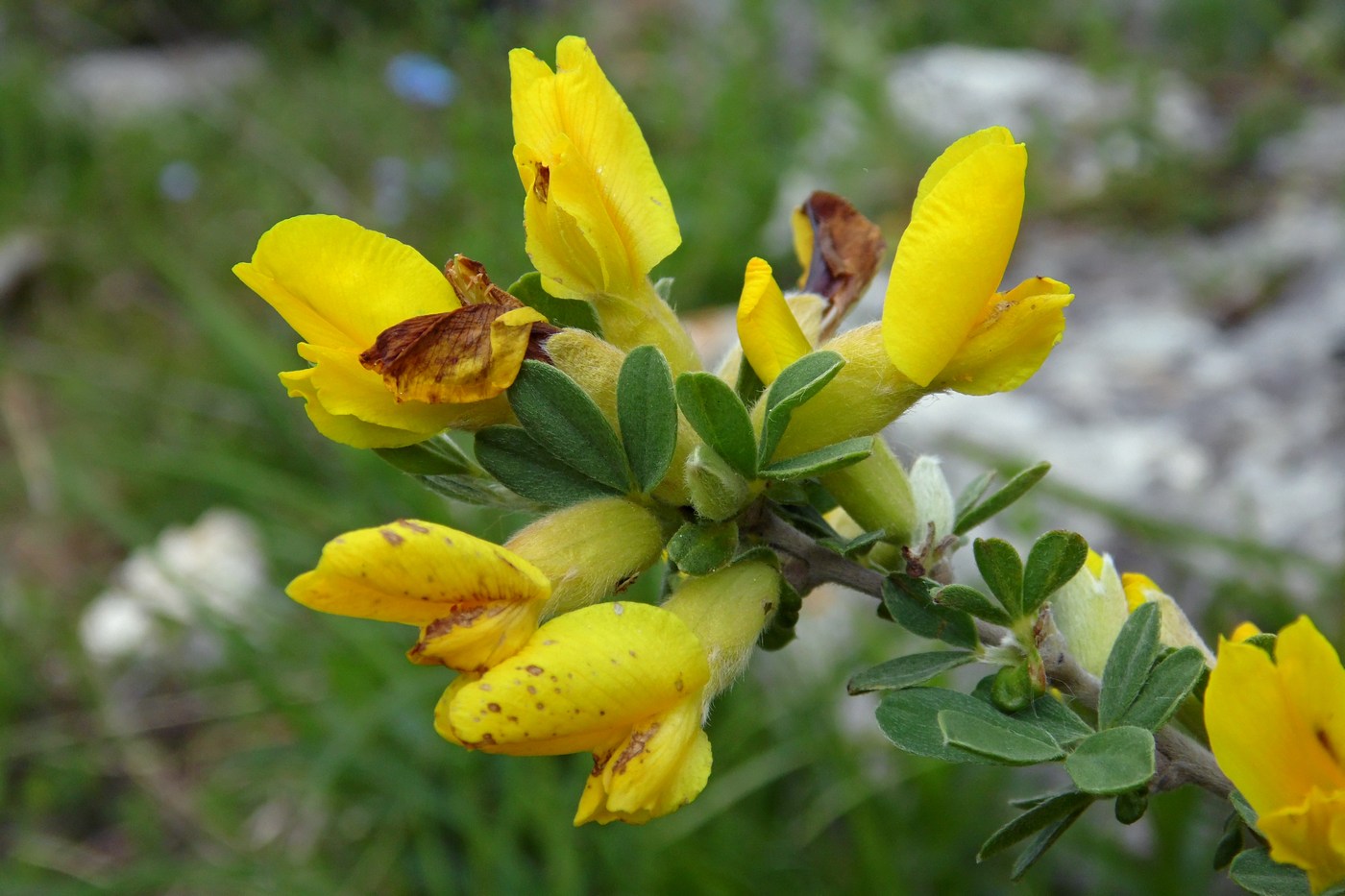 Image of Chamaecytisus colchicus specimen.