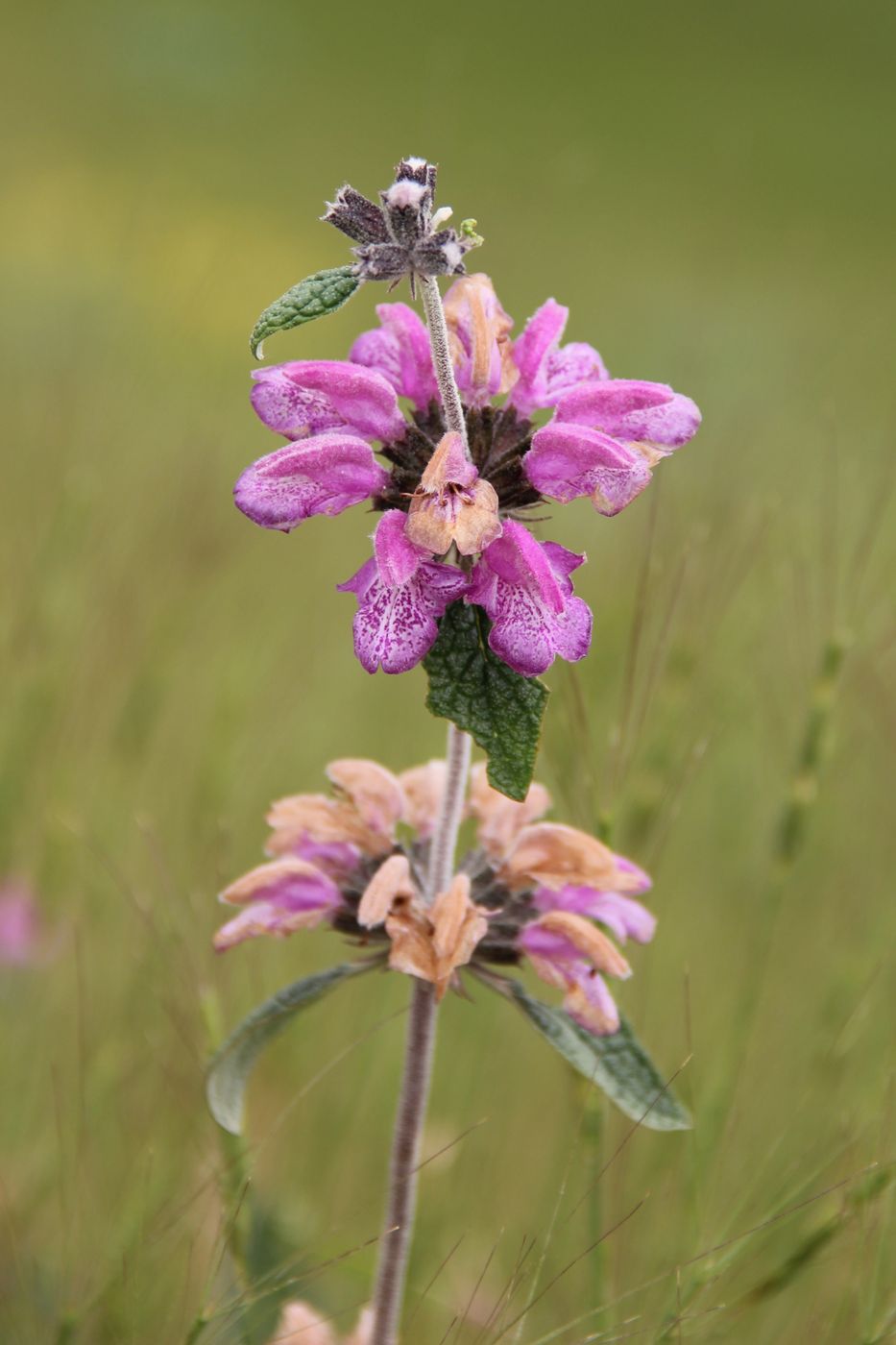 Image of Phlomis betonicifolia specimen.
