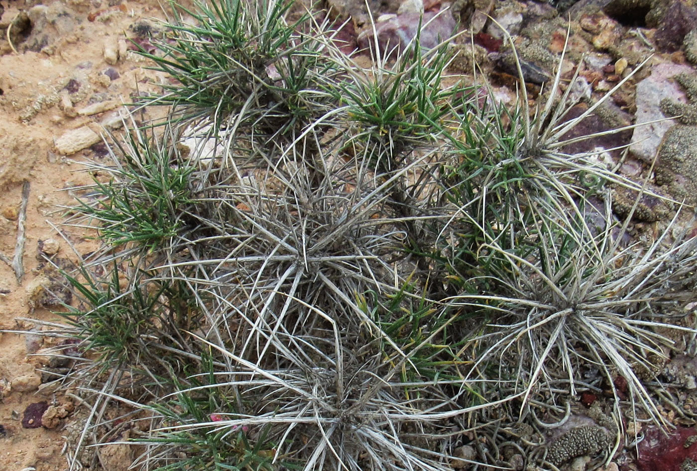 Изображение особи Astragalus unijugus.