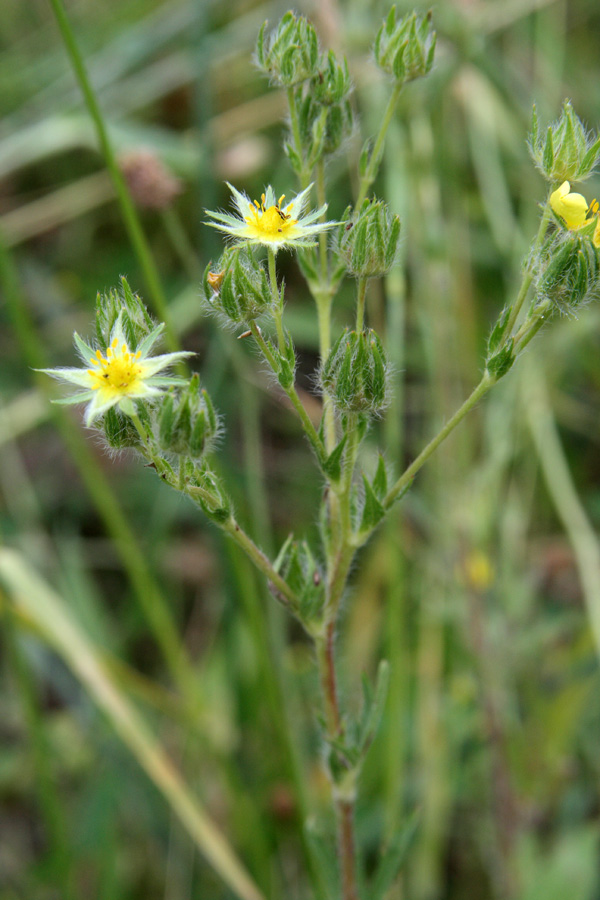 Image of Potentilla pedata specimen.