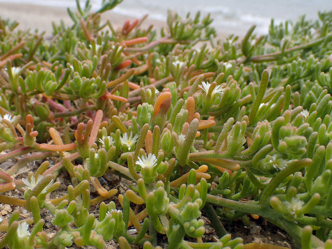 Image of Mesembryanthemum nodiflorum specimen.