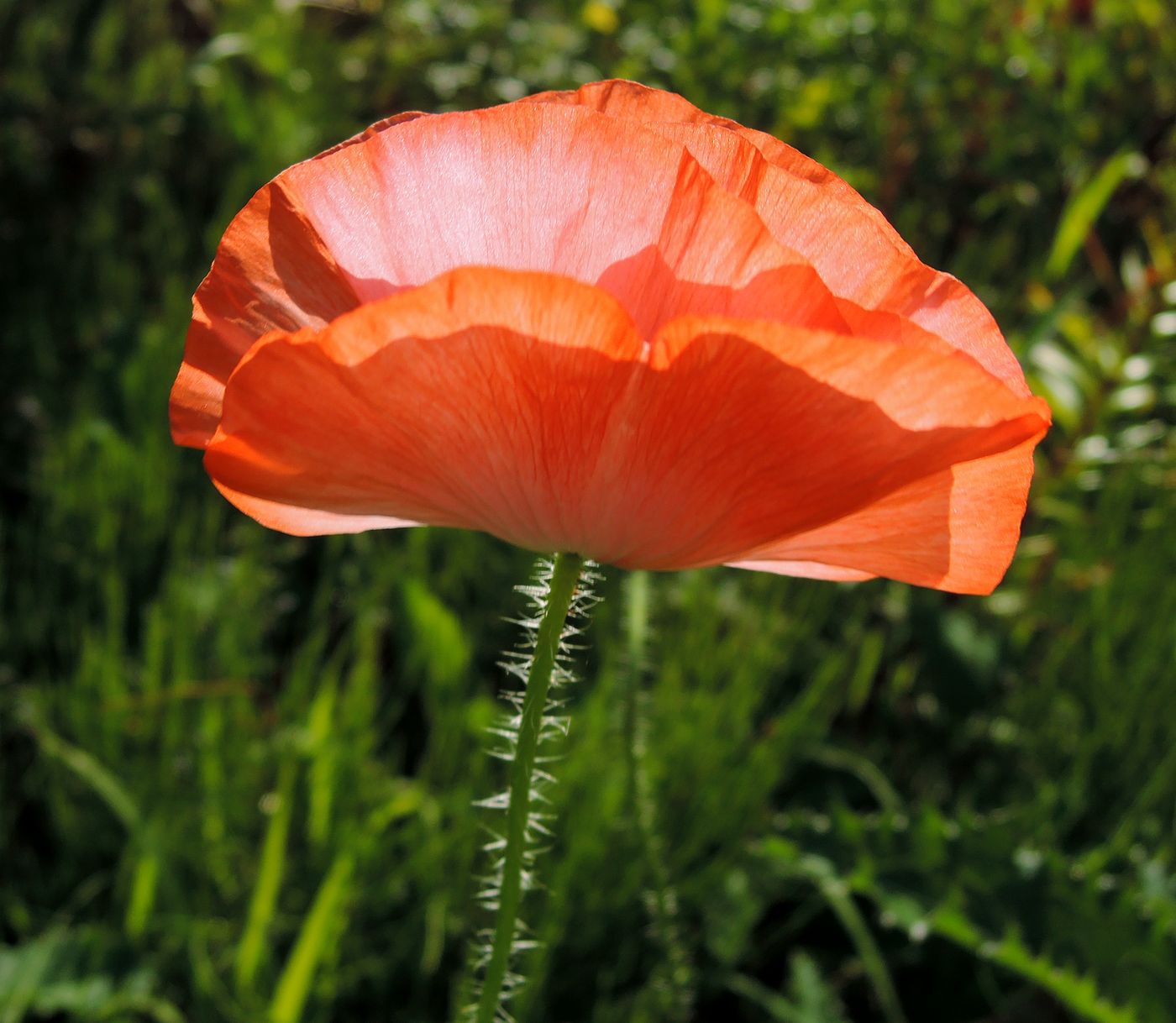 Изображение особи Papaver rhoeas.