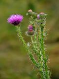 Carduus acanthoides. Верхушка побега с соцветиями. Челябинская обл., Сосновский р-н, долина р. Миасс, окр. с. Кайгородово, залежь. 08.08.2019.