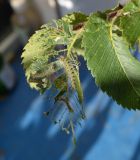 genus Ulmus
