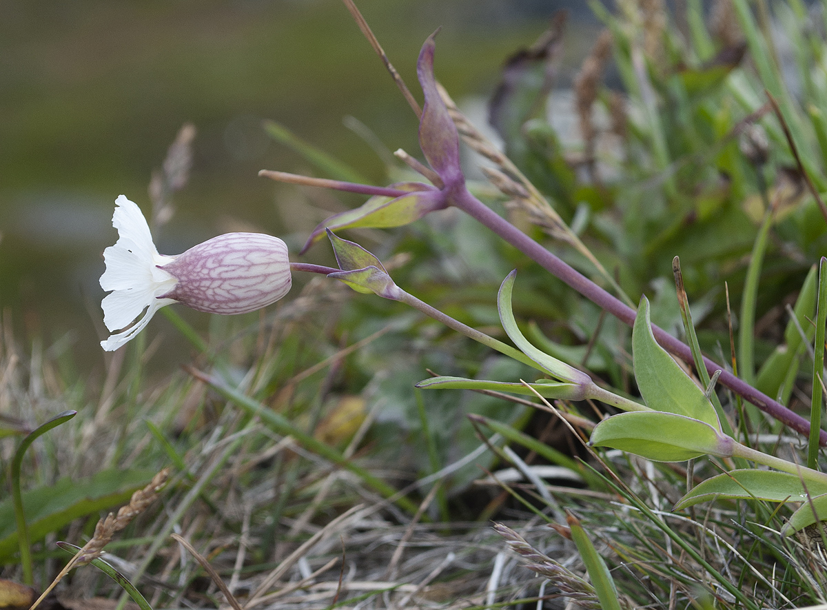 Image of Oberna uniflora specimen.