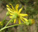 Senecio borysthenicus