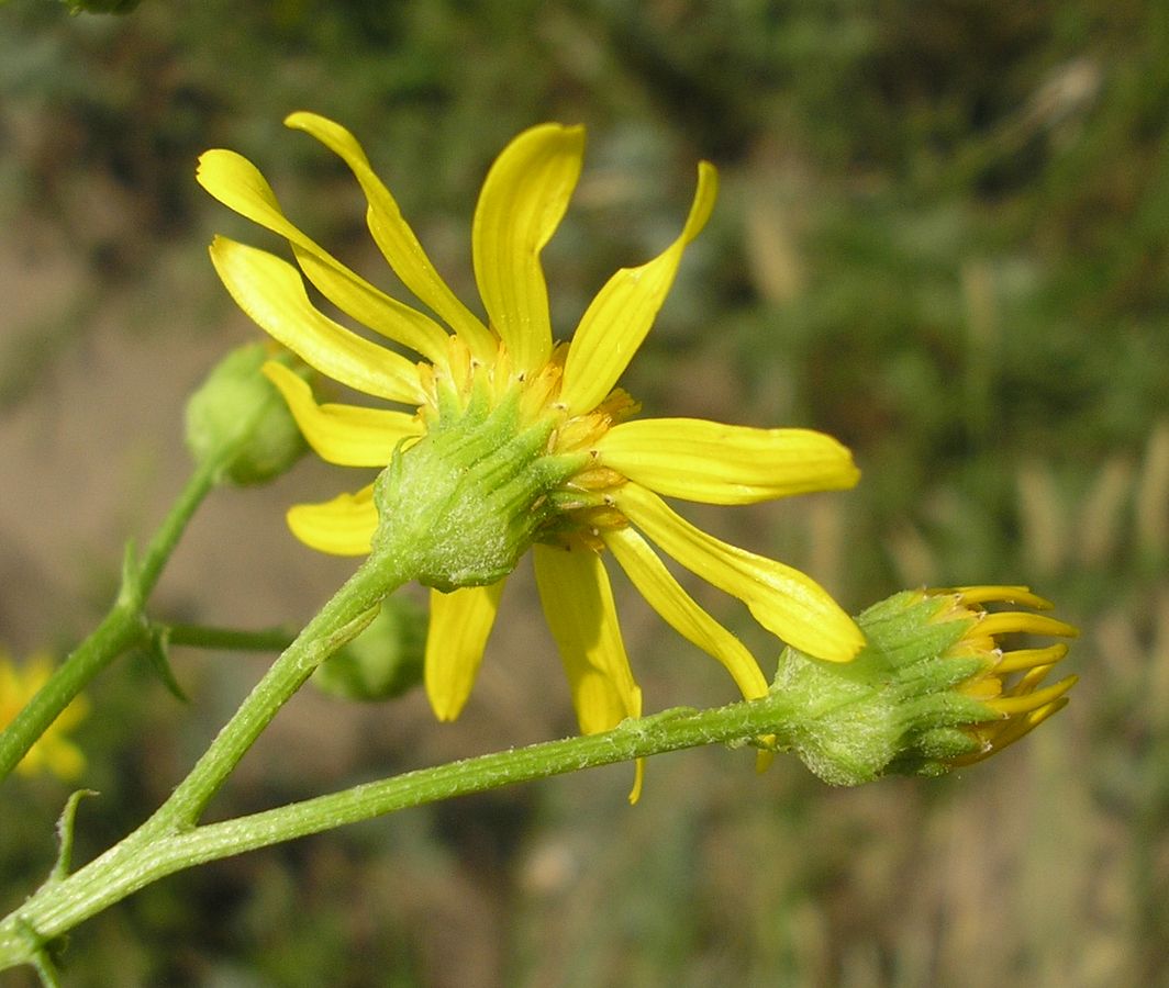 Image of Senecio borysthenicus specimen.