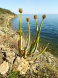 Allium altaicum