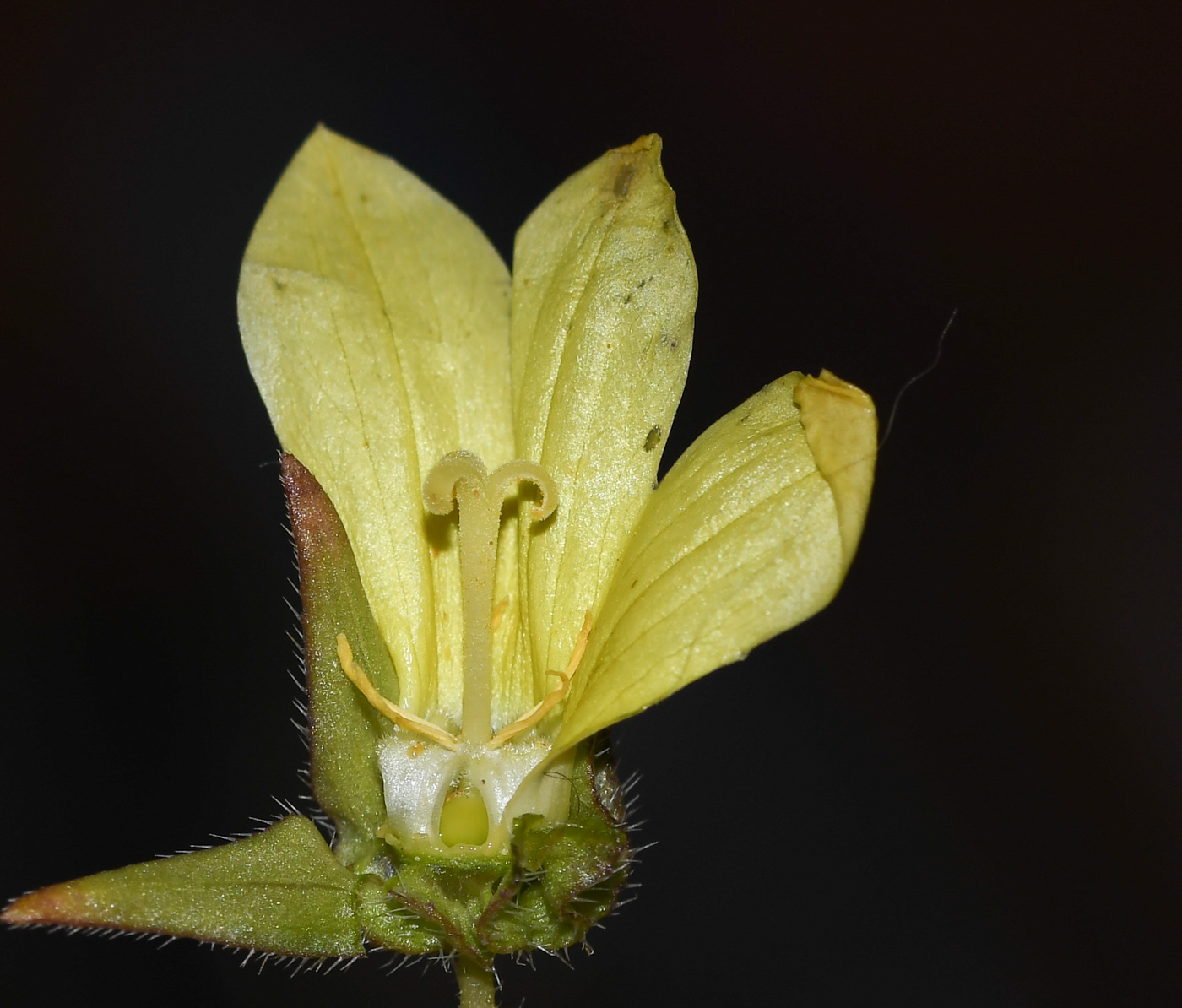 Изображение особи Campanula sulphurea.