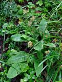 Primula macrocalyx. Отцветшие растения. Челябинская обл., Верхнеуфалейский гор. округ, гора Аракуль, ≈ 500 м н.у.м., опушка березняка у подножия скал. 02.08.2019.