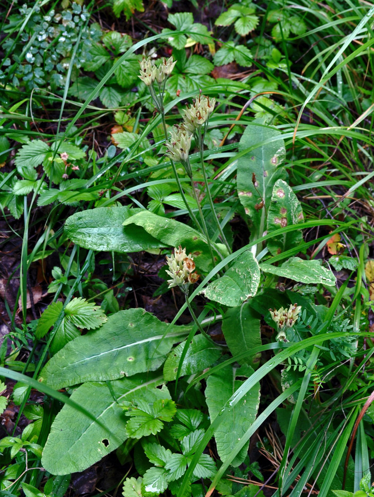 Image of Primula macrocalyx specimen.