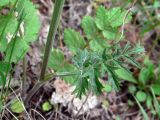 Pimpinella saxifraga. Нижняя часть побега. Свердловская обл., окр. г. Североуральск, обочина тропы в р-не скал Грюнвальдта, скальные выходы известняка. 07.07.2019.