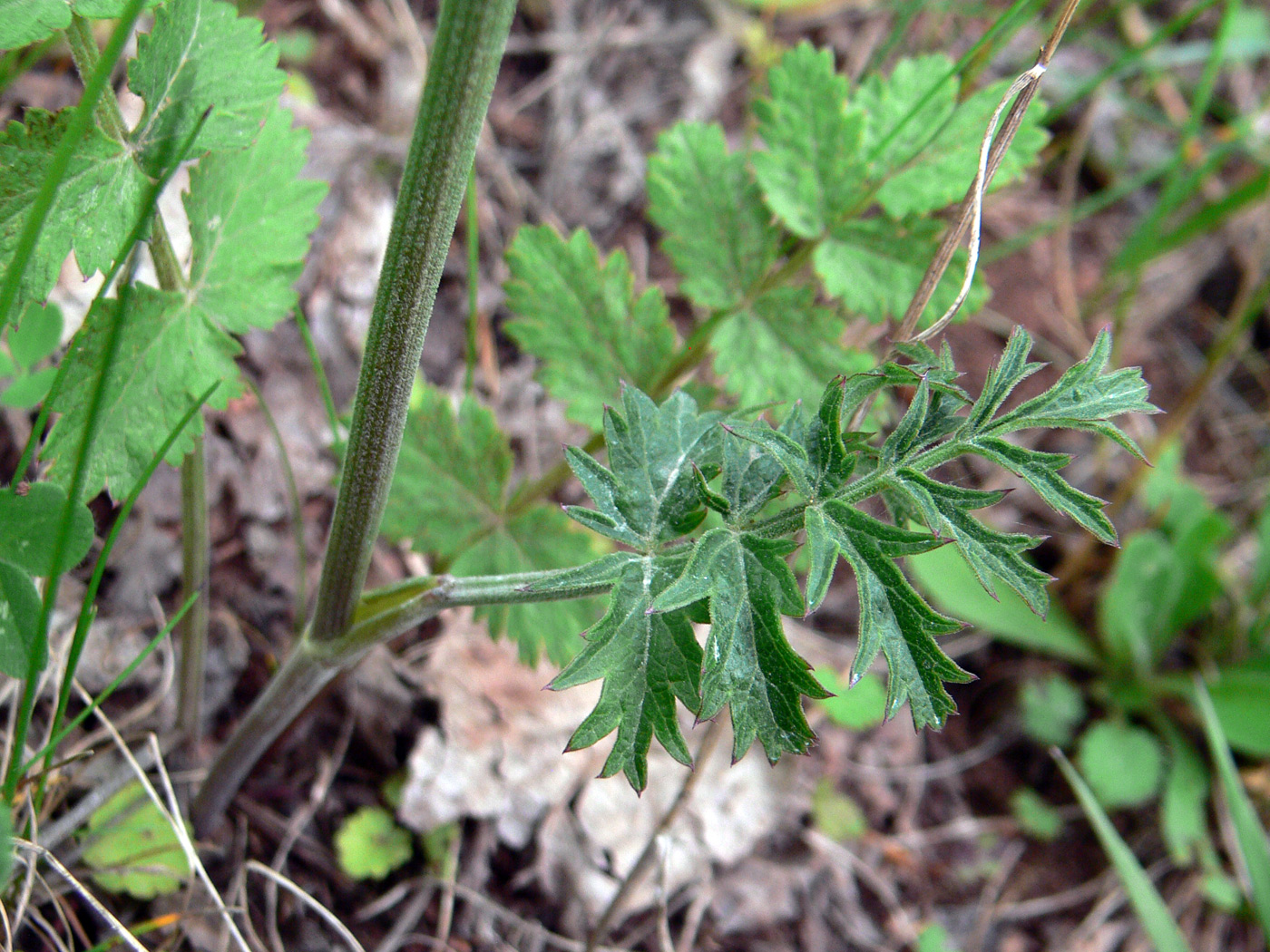 Image of Pimpinella saxifraga specimen.
