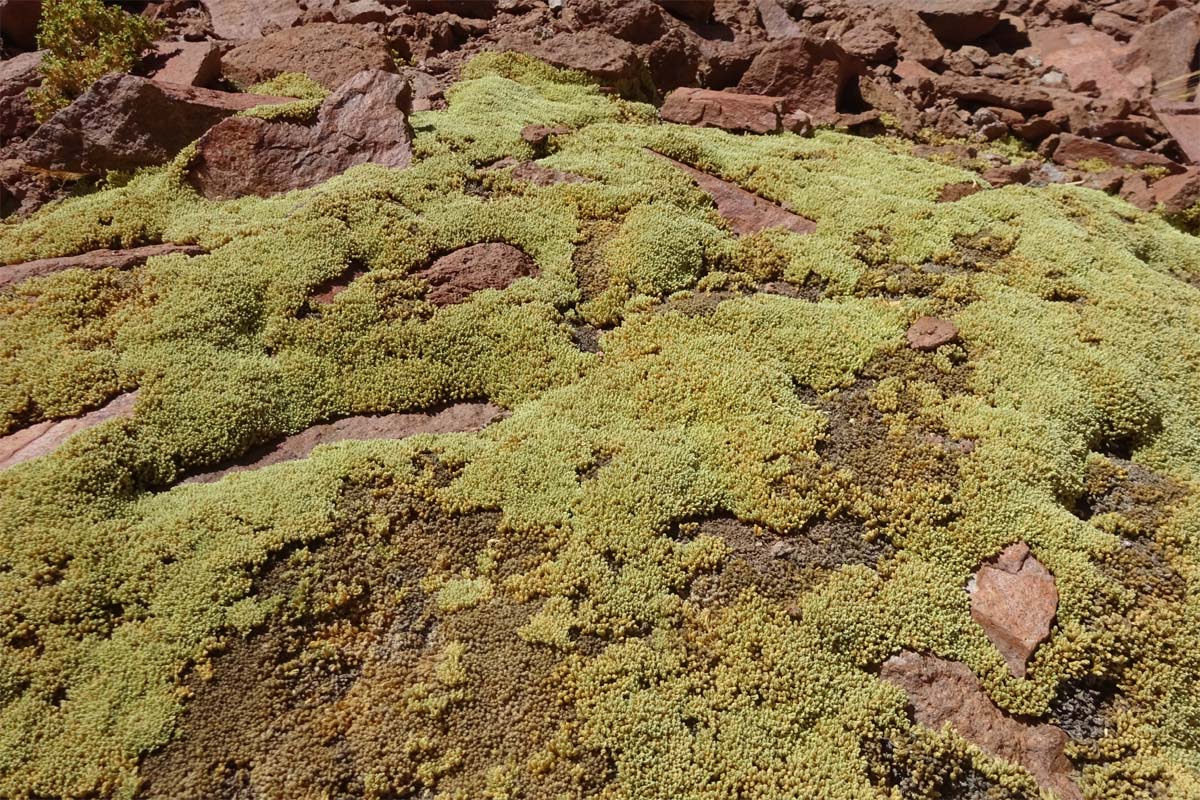 Image of Pycnophyllum bryoides specimen.
