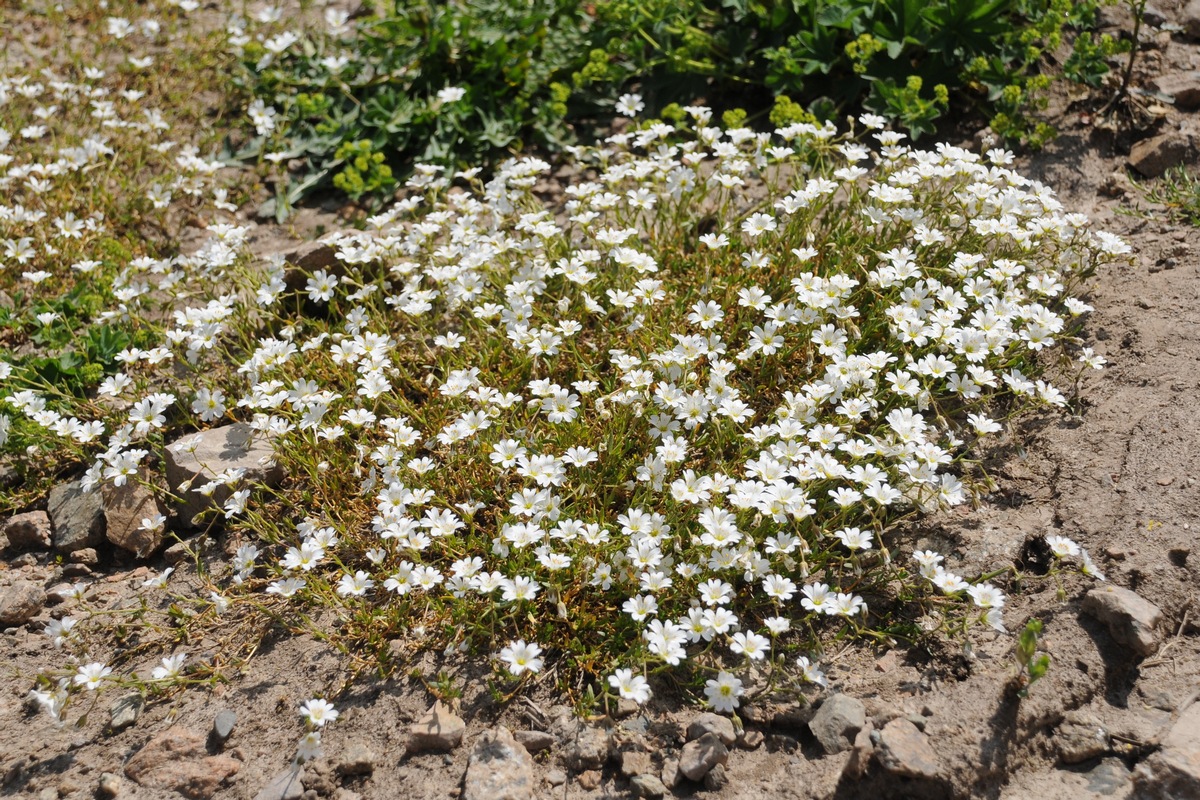 Изображение особи Dichodon cerastoides.