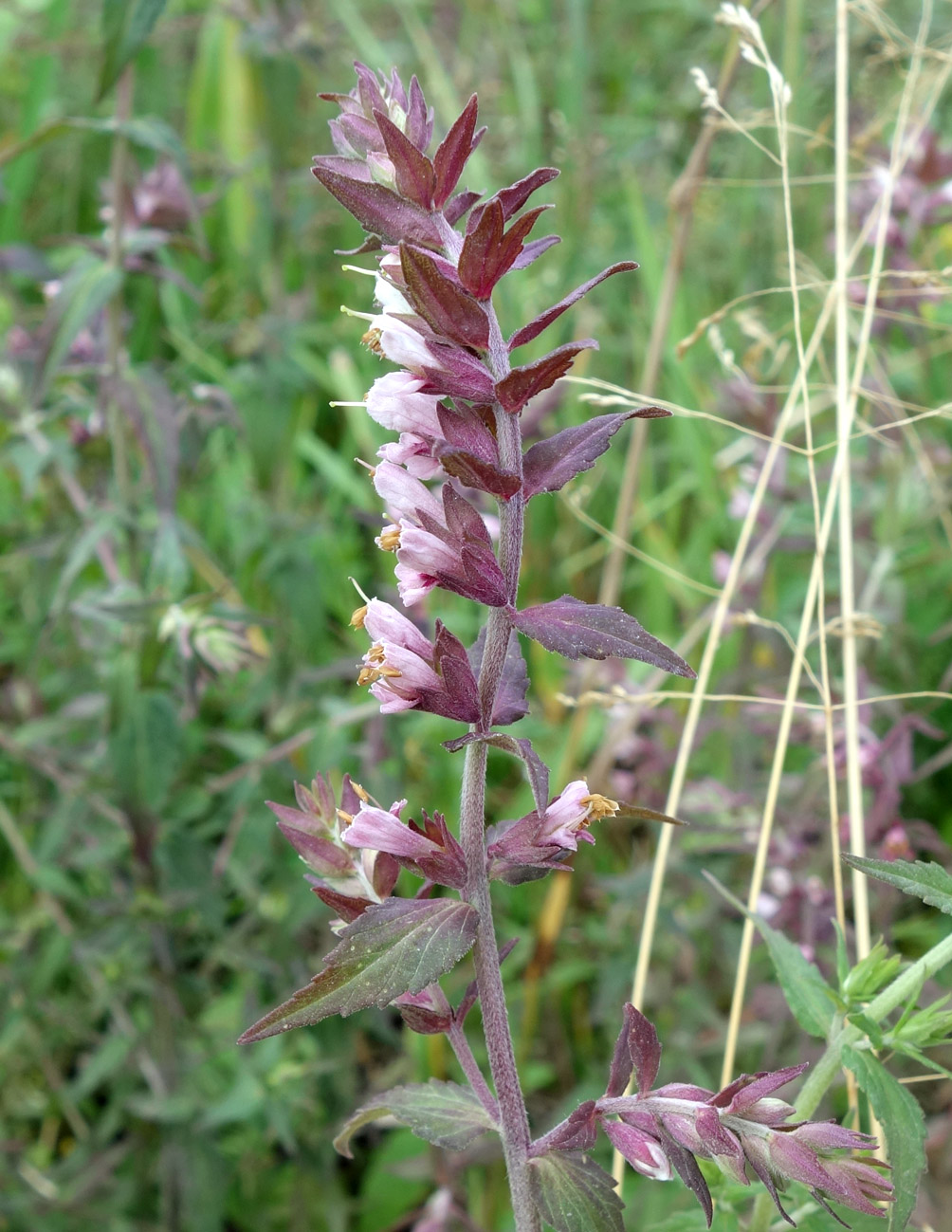 Изображение особи Odontites vulgaris.