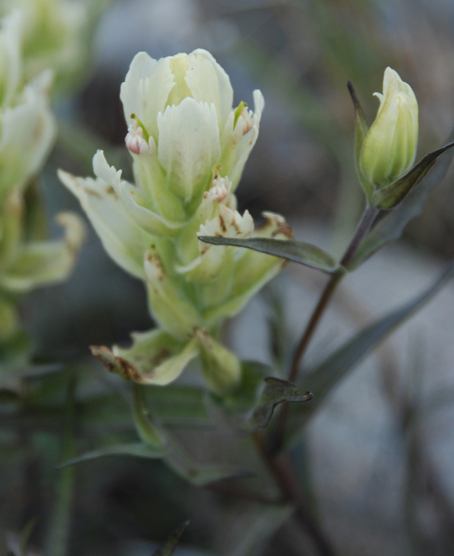 Image of Castilleja pallida specimen.